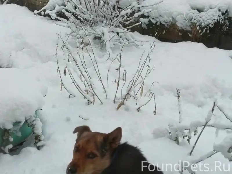 Пропал Аргус, посёлок