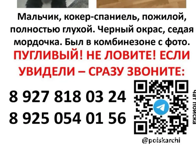 Пропала собака, Нагорный район