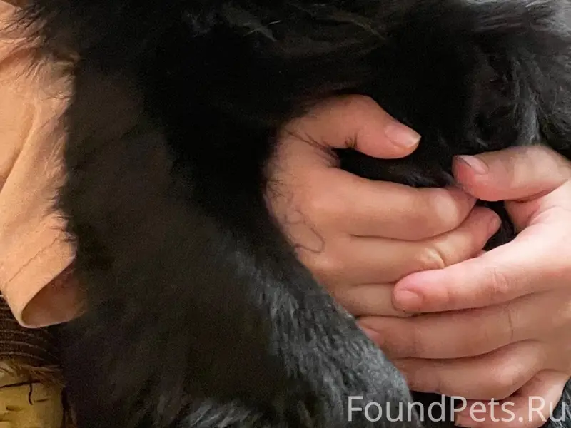 Пропал пёс Филя, ул. Есенина