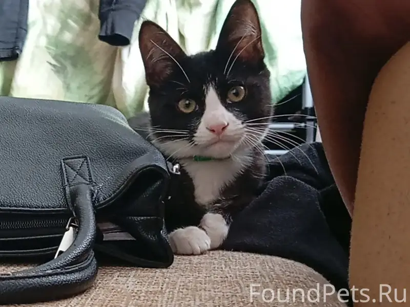 Пропала кошка, Морская