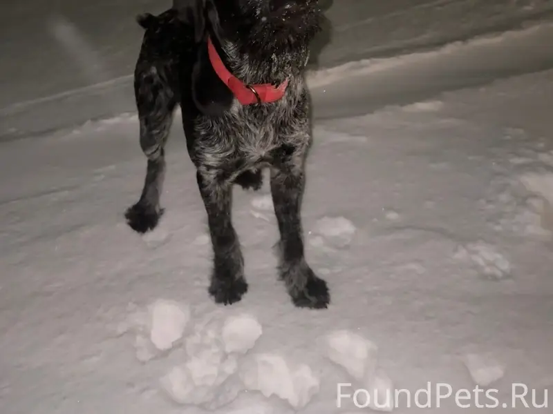 Пропал дружелюбный Байден с красным ошейником, Уруссу