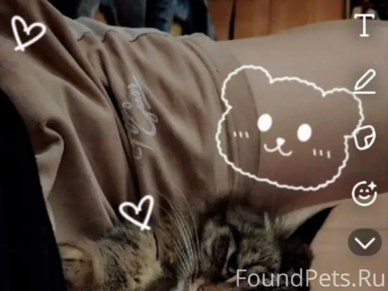 Пропала кошка, деревня Теплово