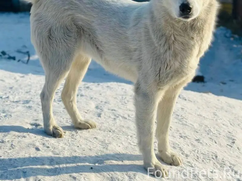 Пропал пёс Белый, район ул. Промышленная