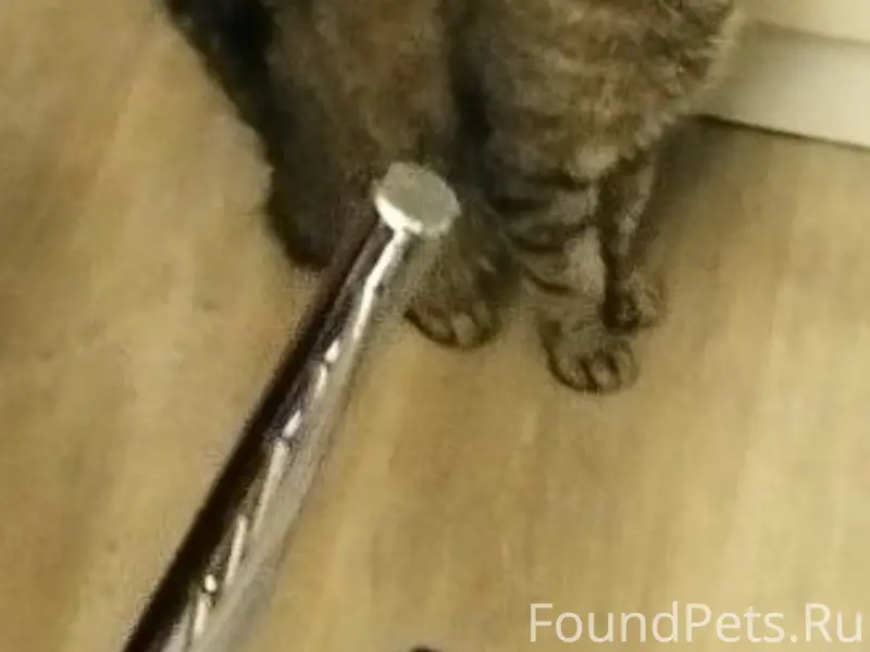 Пропал кот, район улиц 50 лет влксм и Коммунистическая