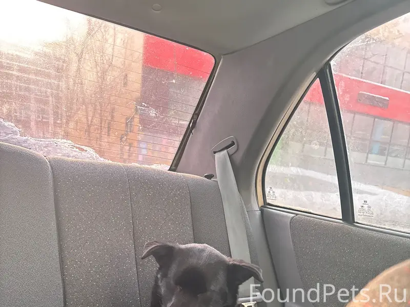 Найден щенок девочка, район теплотеха