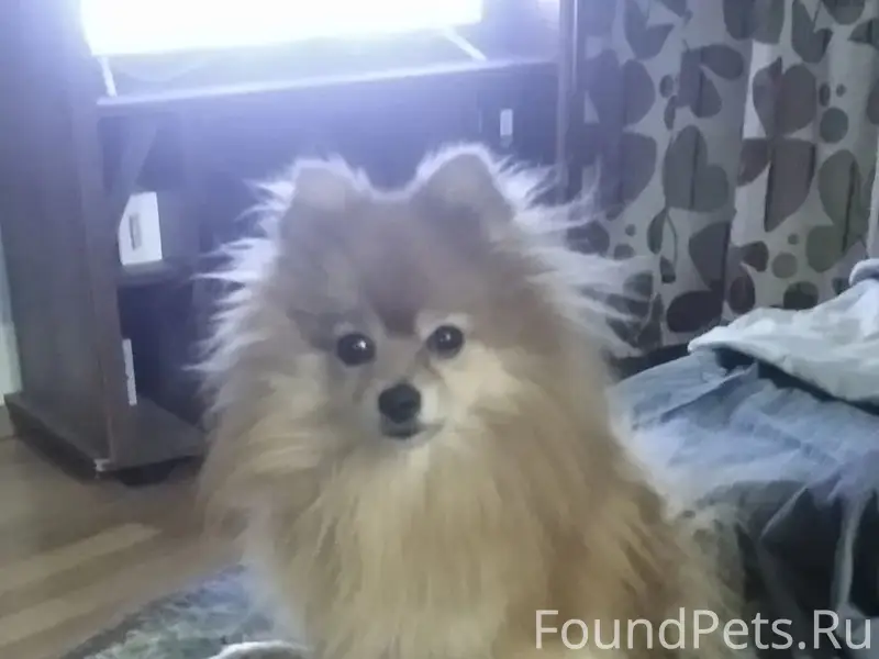 Пропала собака Джесси, Мурманск