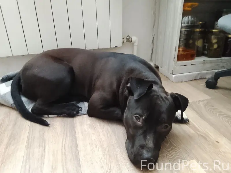 Пропал Питбуль Рик, Советский район