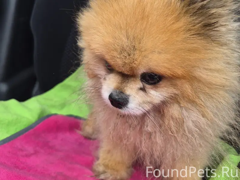 Найден шпиц, [место: частный сектор, улицы Гнилицкая, Третьяковская]