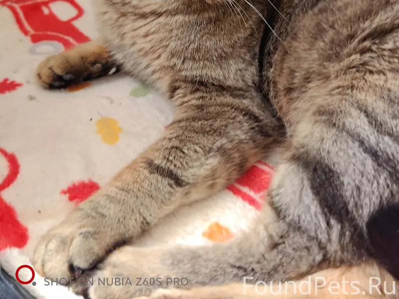 Найден кот, Якорная щель