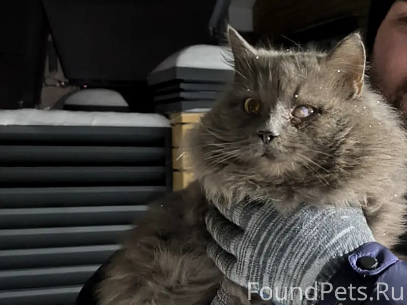 Пропал кот, особые приметы — травма глаза