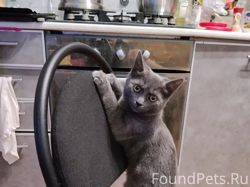 Пропала кошка, район Луначарского 146