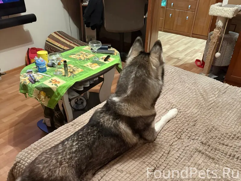 Найдена собака Тая