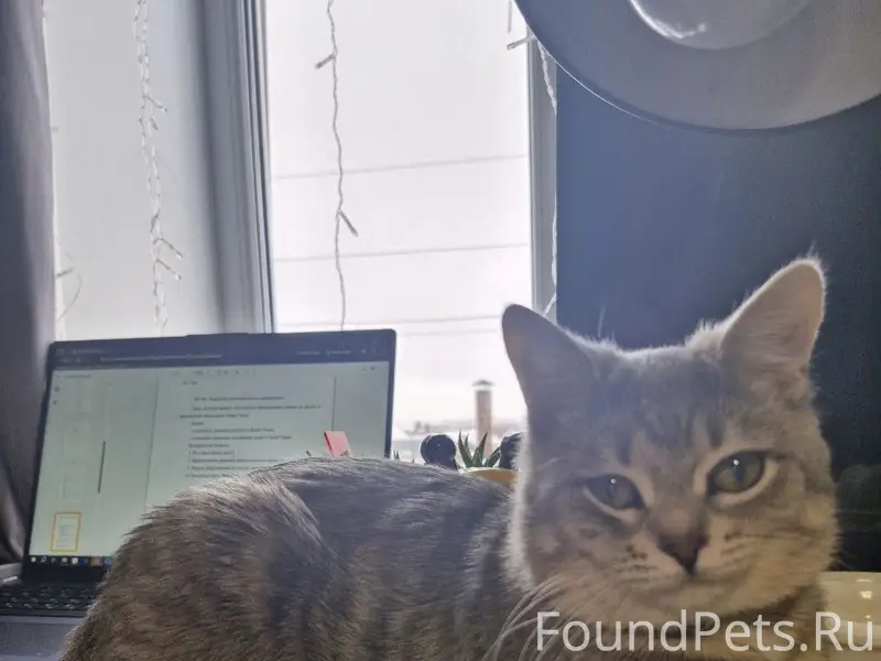 Пропал котёнок Лаврентий, Краснооктябрьский район