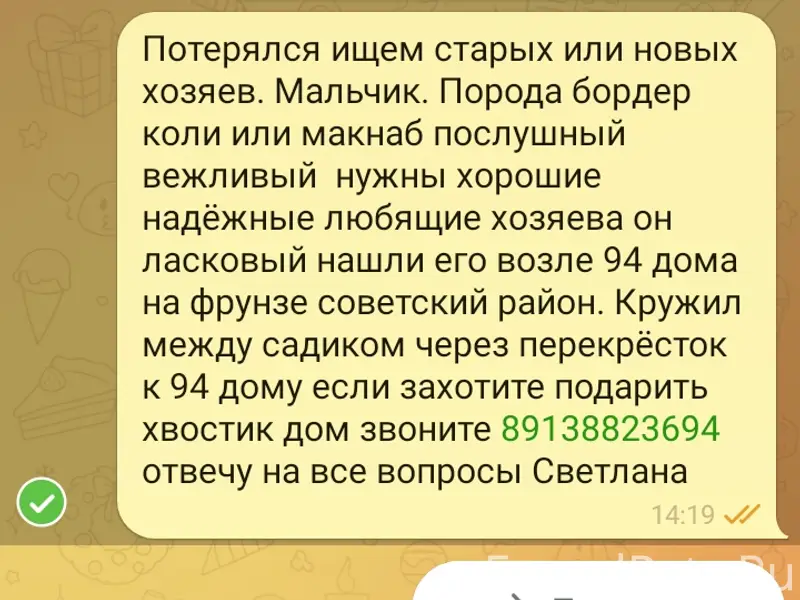 Нашёлся кобелек в советском районе на проспекте фрунзе 94 8 марта 2026года с ошейником  ищем старых или новых хозяев подарите дом мальчишек не пожалеете обретете друга ласкового послушного и обоятельного