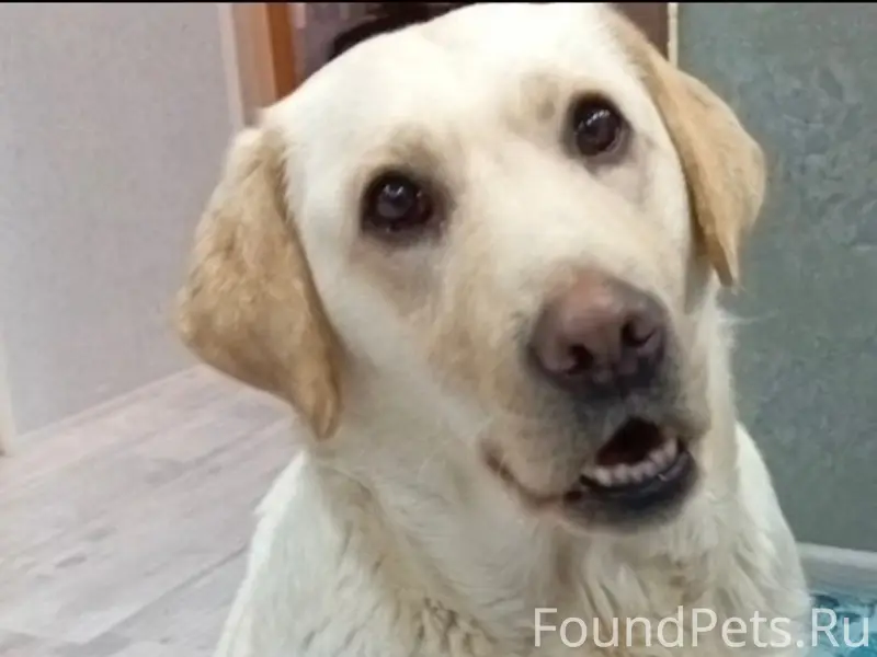 Пропала собака Лабрадор, район бама