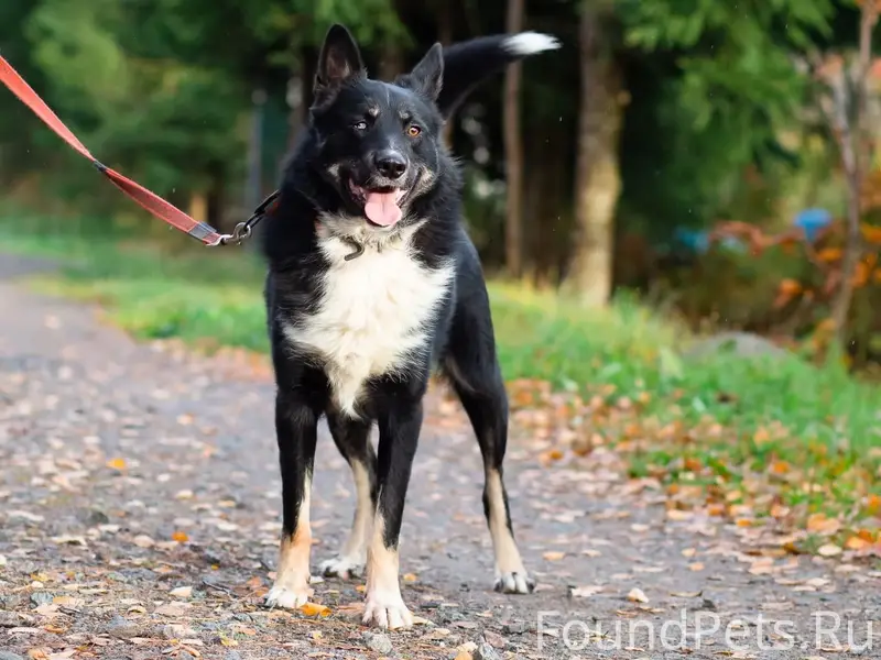 Найден пёс, Всеволожск