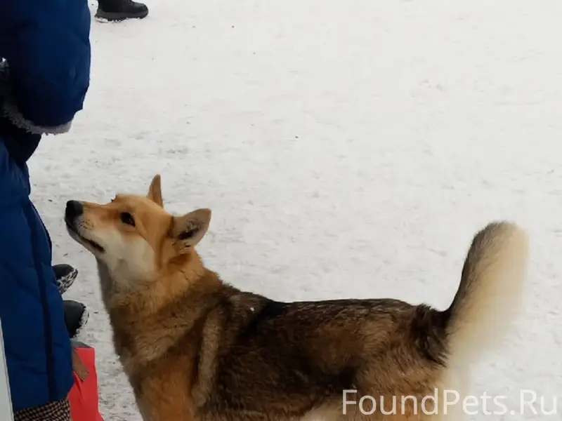 Найденна собака, Октябрьский район