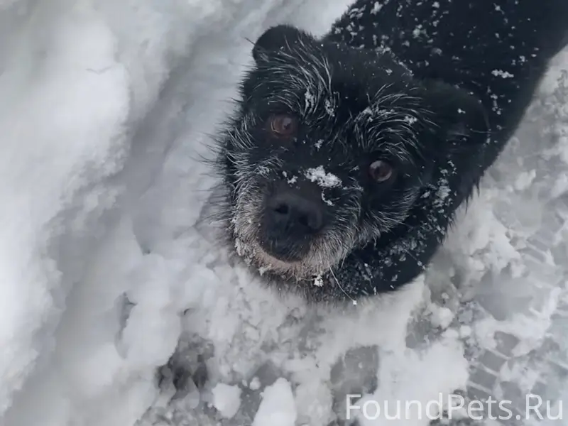 Пропал пёс Джек, район улиц Курортная, Пионерская