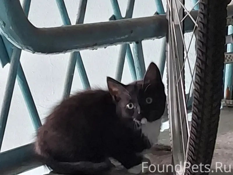 Найден котёнок, Октябрьский район