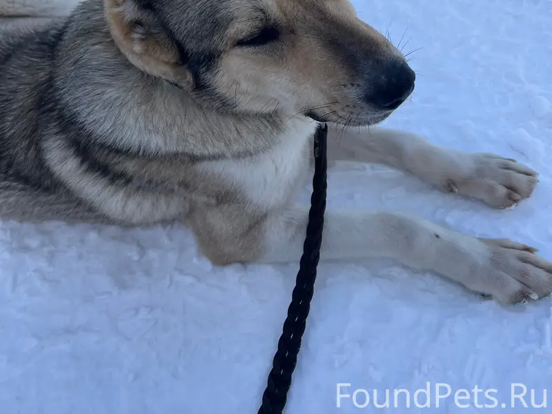 Найден метис алабая, район «Золотой горки»