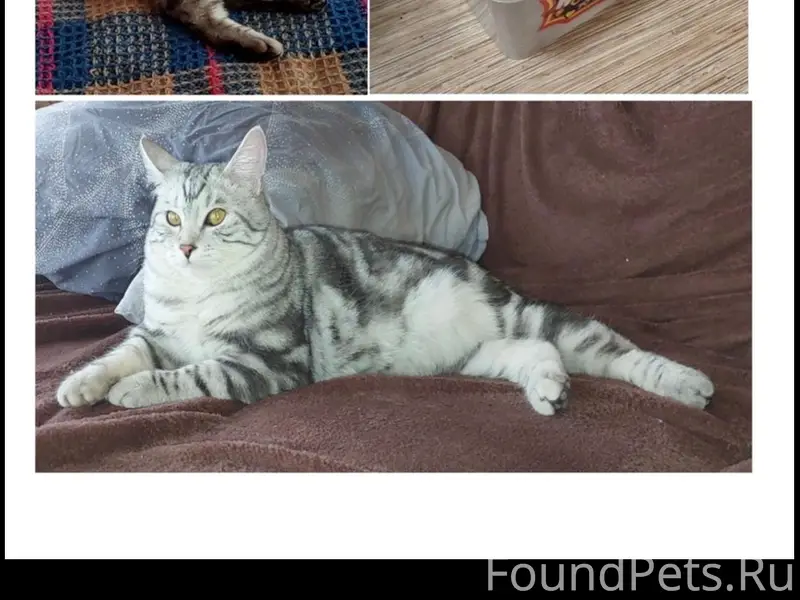 Пропал кот Барсик