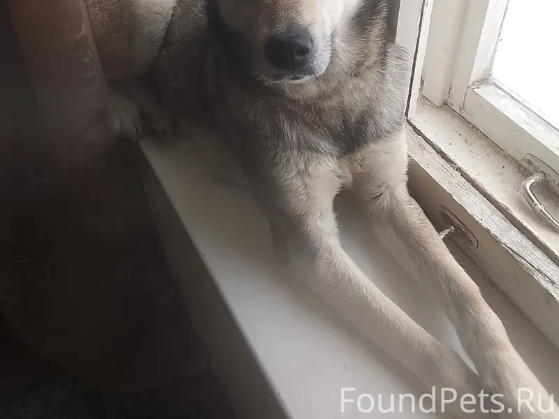 Найдена собака, Пос Зарубино