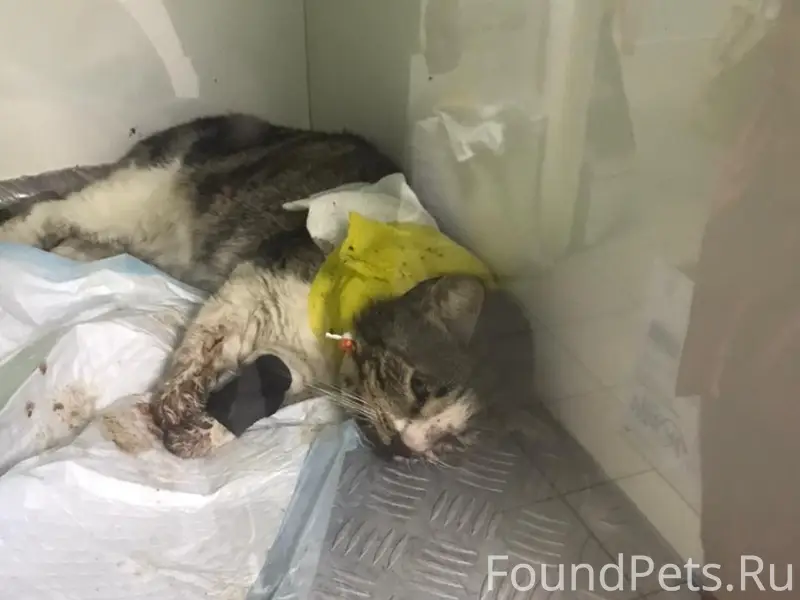 Найден кот, парк Собино