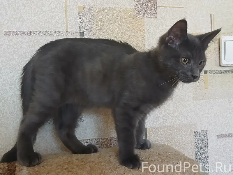 Найден котёнок, ул. Б. Московская 114
