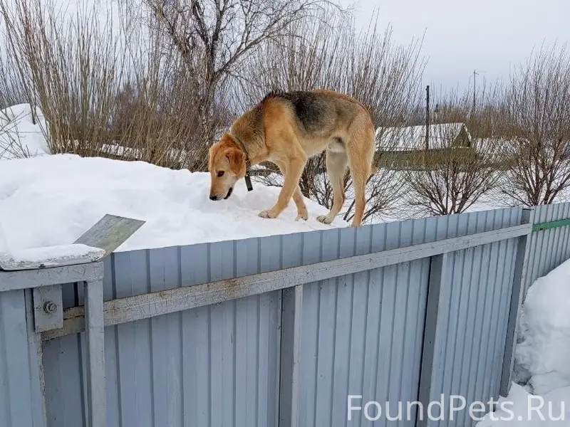 Найден охотничий пёс, с. Суворово