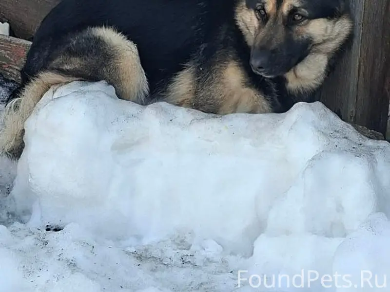 Найден метис овчарки, пересечение Мусоргского и Вильямса