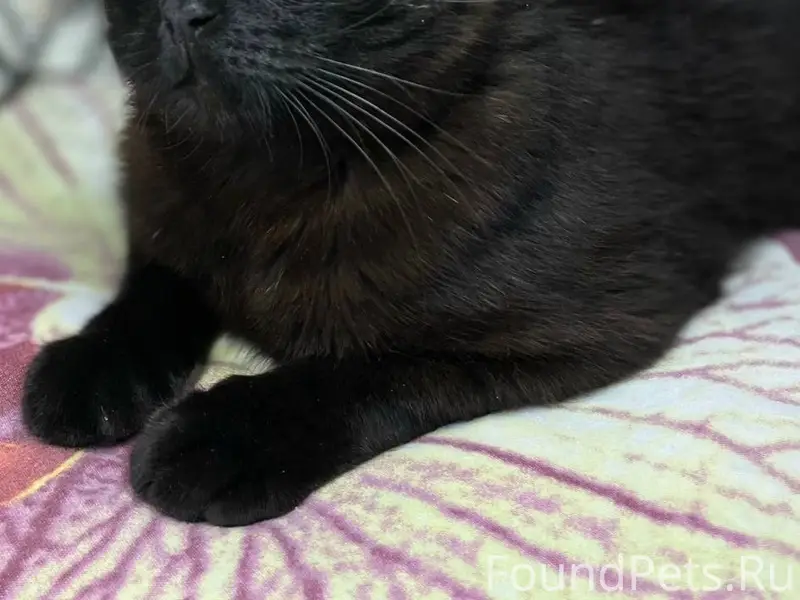 Пропал кот Марсик, улица Крупской-Петровского