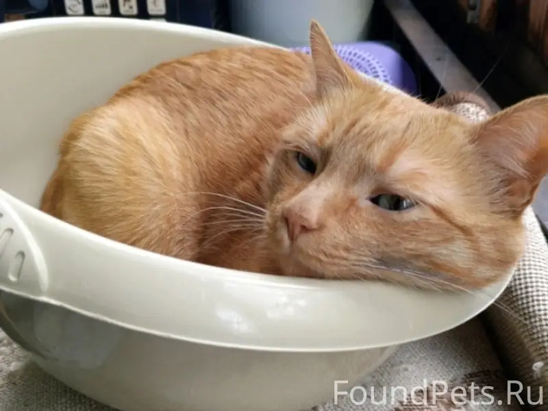 Пропал кот, ул. Строителей