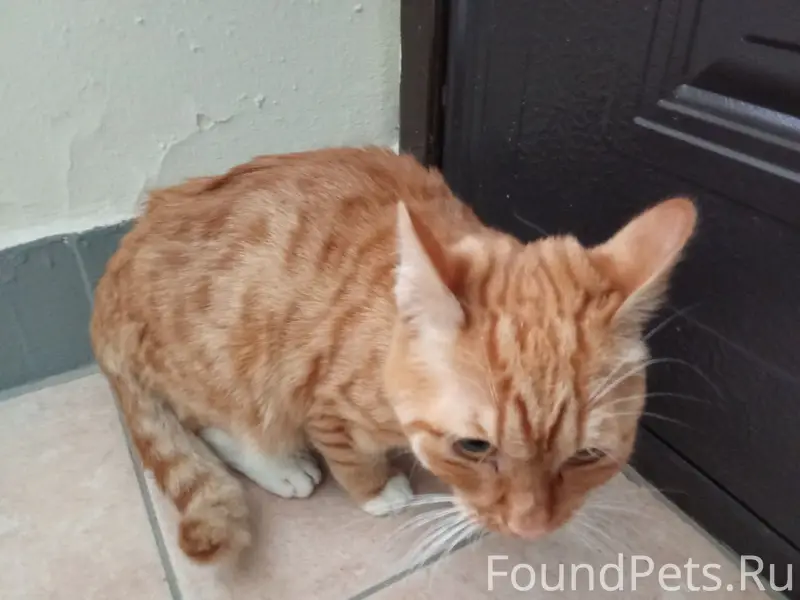 Найдена кошка, Маршала Голованова 18