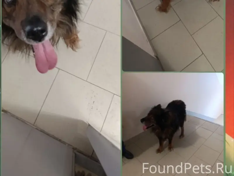 Пропал пёс, Автозавод