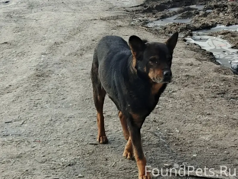 Пропал похожий на овчарку пёс, п. Строитель