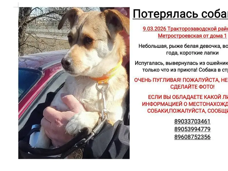 Пропала собака Кнопа, Волгоград