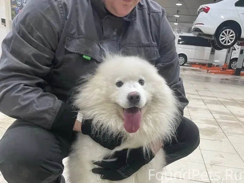 Пропала собака Зара, Фрунзе/Минеевская