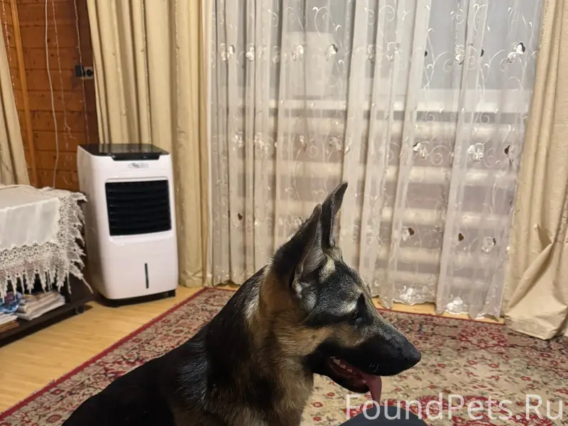 Пропала овчарка, г. Арамиль