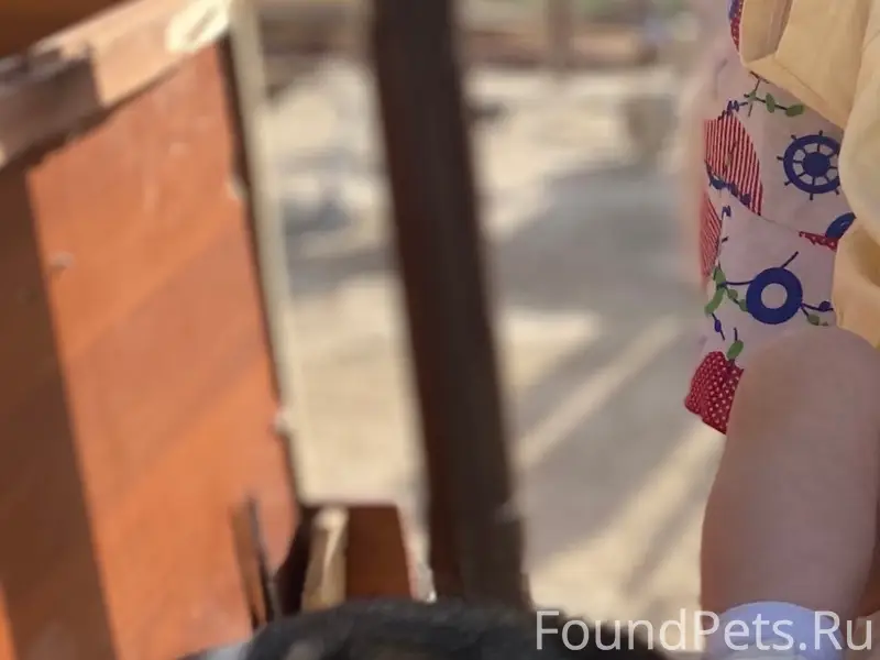 Пропал пес, район Пентагона