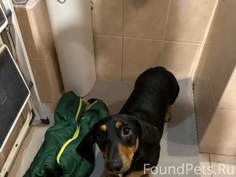 Найдена такса