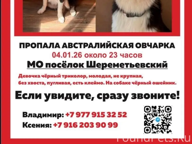 Пропала собака Аусси, Мо Шереметьевский, Долгопрудный