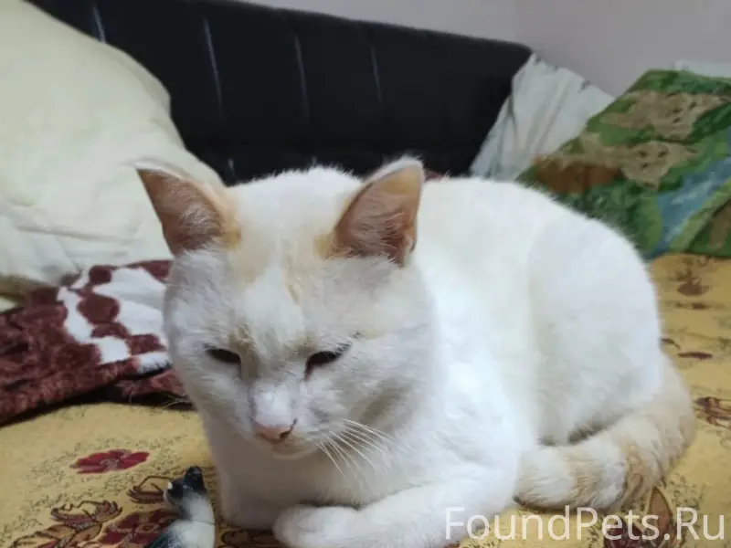 Пропали коты Чуня и Малыш, улица Самолетная