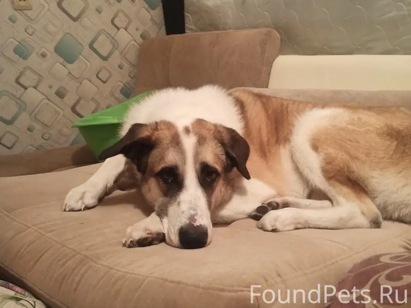 Пропал пёс Локки, с улицы Прокатова
