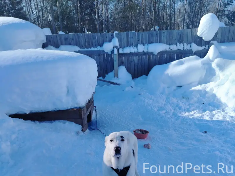 Пропал алабай Бакс, третий микрорайон