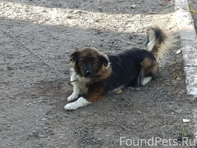 Пропал пёс Качок, район бассейна «Дельфин»