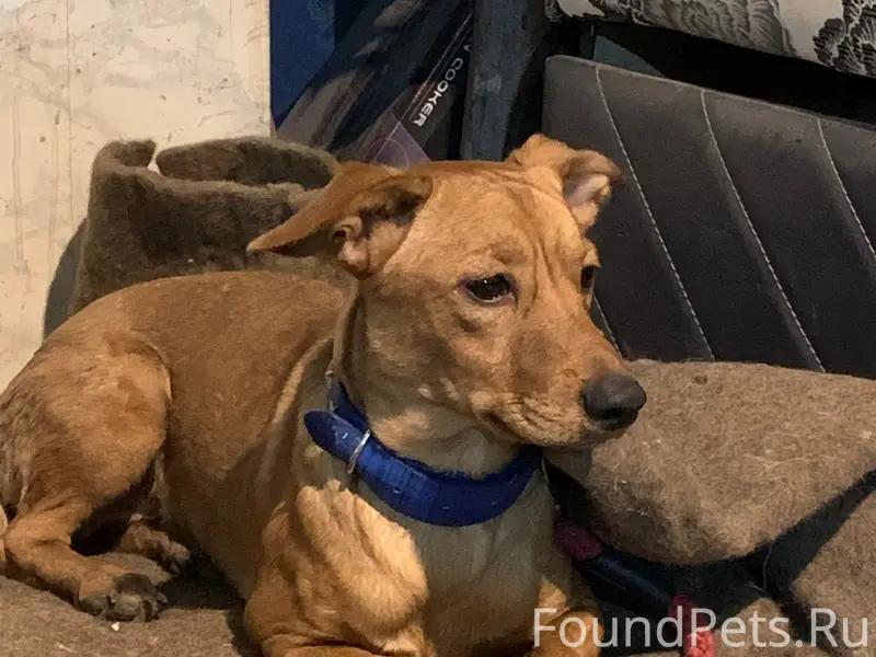 Найден тип собака, район моста 777