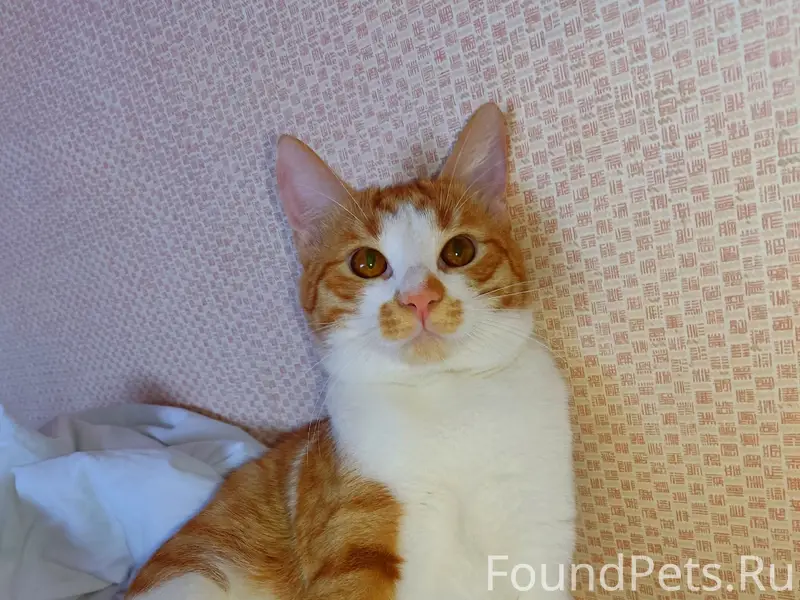 Пропал кот Семён, особенность — кривой хвостик