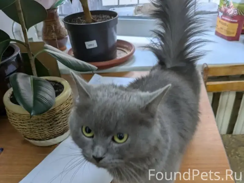 Найдена кошка, наб. Лазури