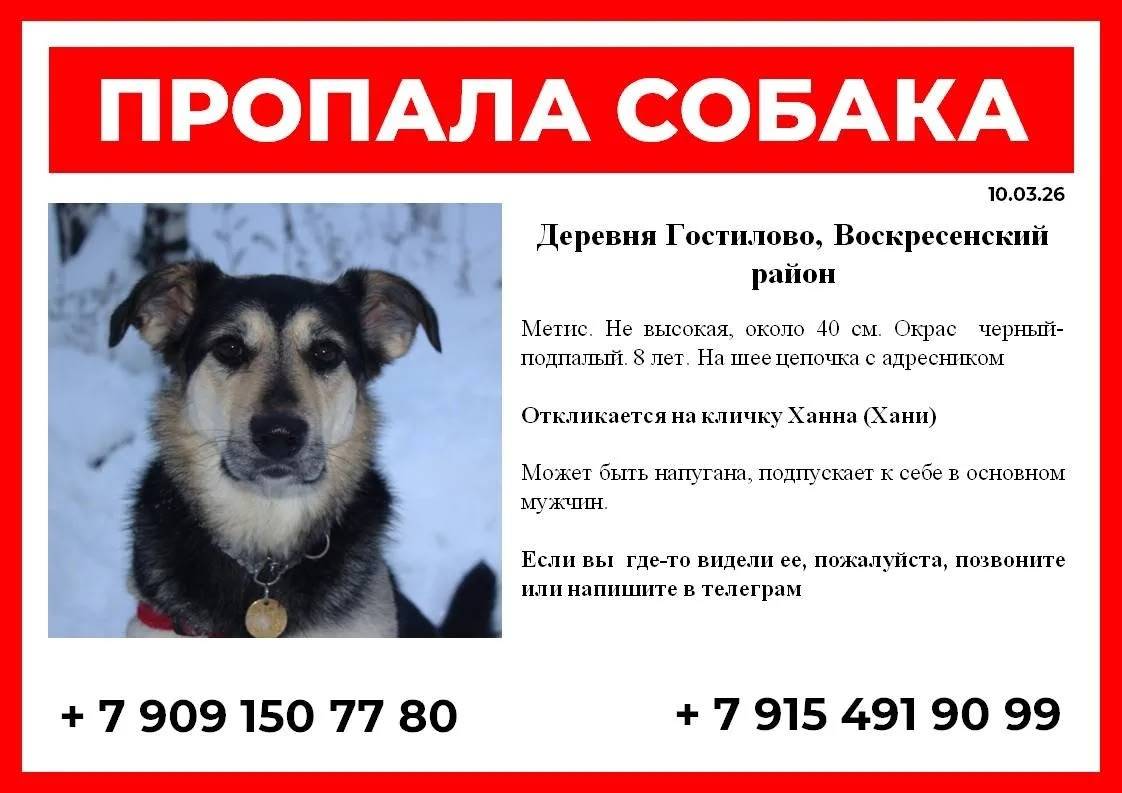 Пропала собака, МО, г. Воскресенск, Гостилово