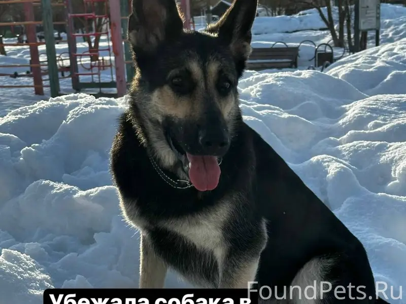 Пропала собака Флокси, Первомайский клуб